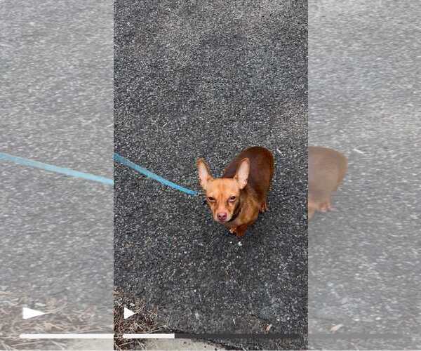 Medium Photo #3 Chiweenie Puppy For Sale in Fruitland, SC, USA
