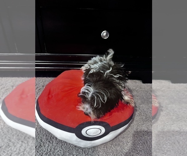 Medium Photo #5 Maltipoo Puppy For Sale in BRIDGEPORT, CT, USA