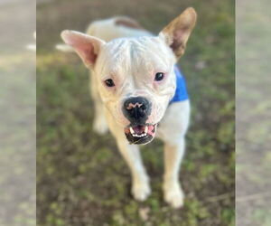 Bull-Boxer Dogs for adoption in Phoenix, AZ, USA