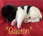 Small Photo #3 Akita Puppy For Sale in BIRON, WI, USA