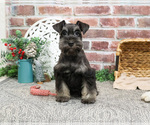 Small #3 Schnauzer (Miniature)