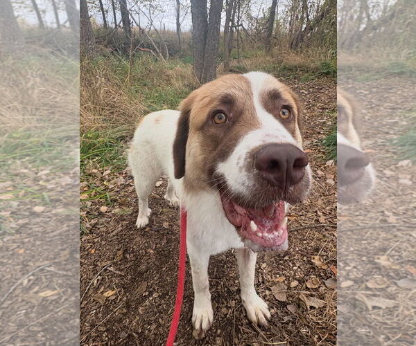 Medium Photo #2 Saint Pyrenees Puppy For Sale in Williamsburg, IA, USA