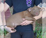 Small #2 American Staffordshire Terrier-Labrador Retriever Mix