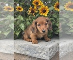 Small Photo #4 Dachshund Puppy For Sale in CANOGA, NY, USA