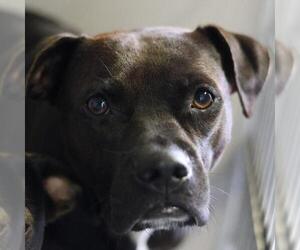 American Staffordshire Terrier-Unknown Mix Dogs for adoption in San Antonio, TX, USA