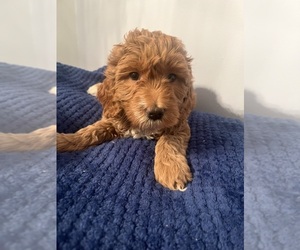 Medium Goldendoodle (Miniature)