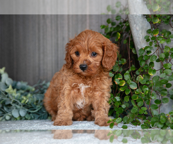 Medium Photo #7 Cavapoo Puppy For Sale in MILLERSBURG, OH, USA
