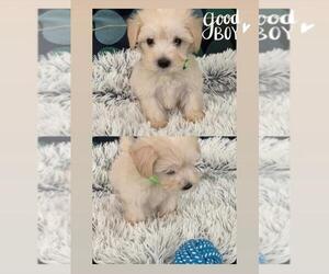 Maltipoo Puppy for sale in CHANDLER, AZ, USA