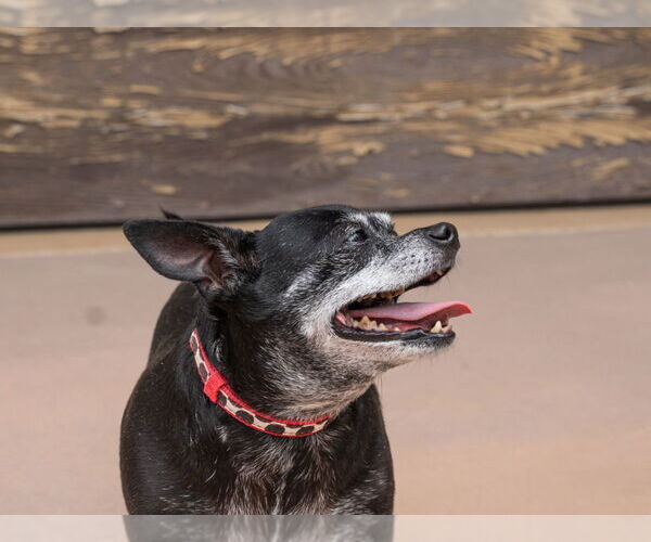 Medium Photo #19 Chihuahua-Unknown Mix Puppy For Sale in Lake Forest, CA, USA