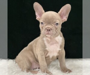 French Bulldog Puppy for Sale in CHESAPEAKE, Virginia USA