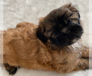 Shih-Poo Puppy for sale in PLUMAS LAKE, CA, USA