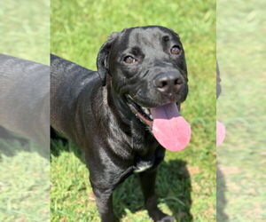 Labrador Retriever-Unknown Mix Dogs for adoption in Virginia Beach, VA, USA