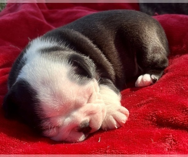 Medium Photo #3 Boston Terrier Puppy For Sale in BURLESON, TX, USA