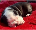 Small #2 Boston Terrier