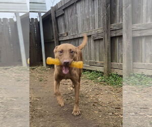 Joachim - Male Chocolate Labrador retriever-Unknown Mix Dog for Adoption - Photo #2
