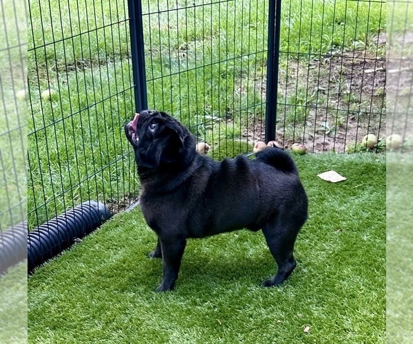 Medium Photo #1 Pug Puppy For Sale in CEDAR RAPIDS, IA, USA