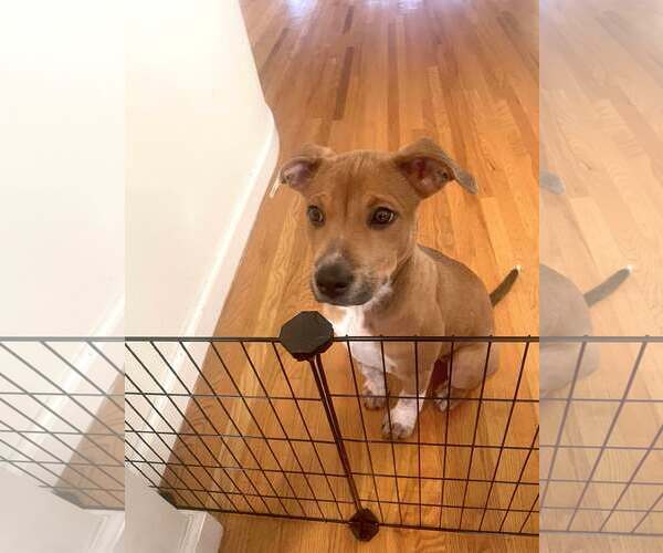 Medium Photo #11 Mutt Puppy For Sale in pomfret, CT, USA