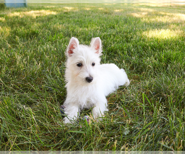 Medium Photo #4 West Highland White Terrier Puppy For Sale in SYRACUSE, IN, USA