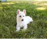 Small #3 West Highland White Terrier