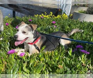Rottweiler-Siberian Husky Mix Dogs for adoption in Alameda, CA, USA