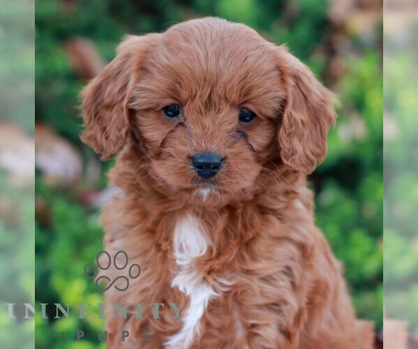 Medium Photo #1 Cavapoo Puppy For Sale in LITITZ, PA, USA