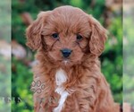 Small Cavapoo