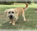 Small #3 Mutt