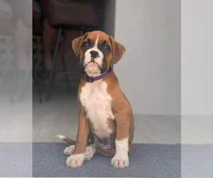 Boxer Puppy for Sale in VICTORIA, Texas USA