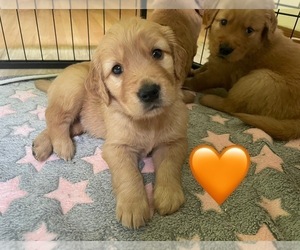 Golden Retriever Puppy for Sale in EAST HAMPTON, Connecticut USA