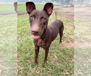 Doberman Pinscher-Unknown Mix Dogs for adoption in Conroe, TX, USA