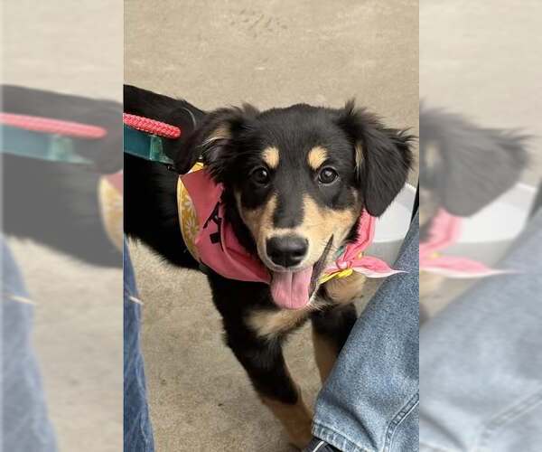 Medium Photo #1 Australian Shepherd-Unknown Mix Puppy For Sale in Spring Lake, NJ, USA