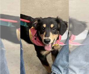 Australian Shepherd-Unknown Mix Dogs for adoption in Spring Lake, NJ, USA