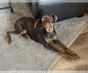 Jean - Female Doberman Pinscher Dog for Adoption - Photo #7