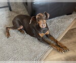 Small #6 Doberman Pinscher