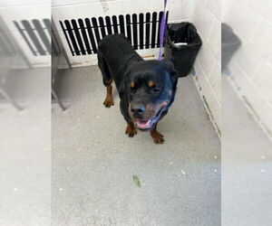 Rottweiler Dogs for adoption in San Bernardino, CA, USA