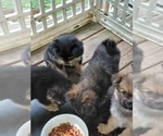 Small Photo #17 Yoranian Puppy For Sale in MORROW, OH, USA
