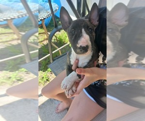 Bull Terrier Puppy for sale in DAYTONA BEACH, FL, USA