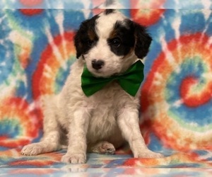 Border Collie-Poodle (Miniature) Mix Puppy for sale in LANCASTER, PA, USA