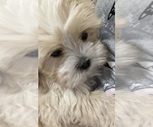 Shih Tzu Puppy for sale in SHILOH, OH, USA