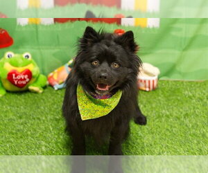 Pomeranian-Unknown Mix Dogs for adoption in Placerville, CA, USA
