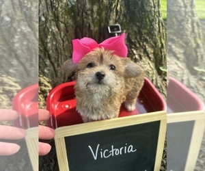 Yo-Chon Puppy for sale in WEST UNION, OH, USA