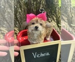 Image preview for Ad Listing. Nickname: Victoria