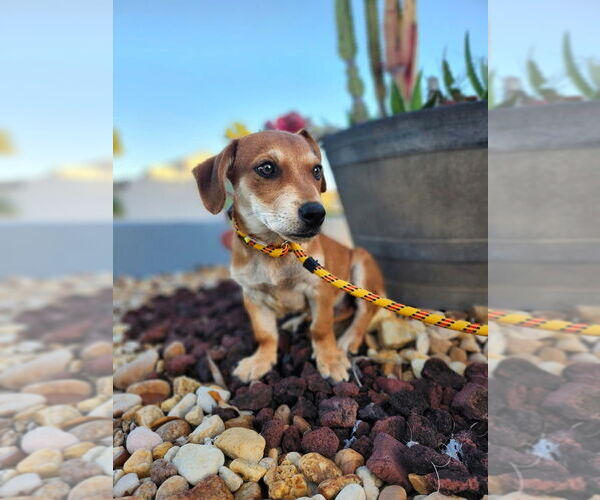 Medium Photo #1 Dachshund-Unknown Mix Puppy For Sale in Oakland Park , FL, USA