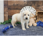 Small #1 Labrador Retriever
