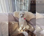 Small Poodle (Toy)