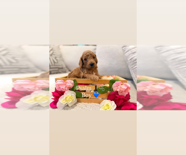 Medium Photo #3 Goldendoodle Puppy For Sale in JACKSONVILLE, FL, USA