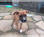 Small #4 Boxer Mix