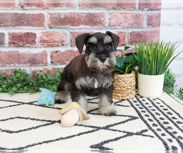Medium Photo #3 Schnauzer (Miniature) Puppy For Sale in SYRACUSE, IN, USA