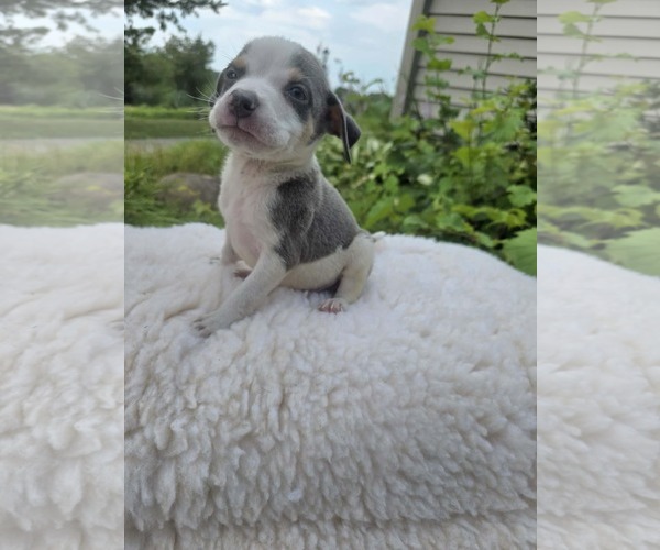 Medium Photo #3 Bulldog-Unknown Mix Puppy For Sale in SHERBURNE, NY, USA