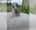 Small #2 Bulldog Mix